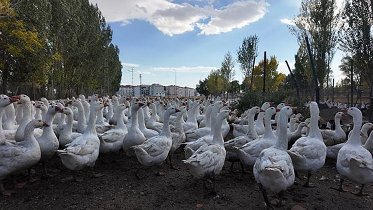 Çiftlikteki kanatlı sayısı ve düzen