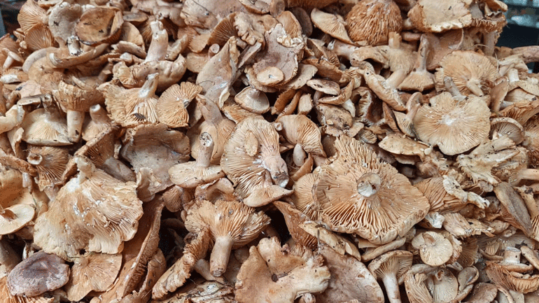 Tezgahlarda tirmit bolluğu: Fiyatı düştü