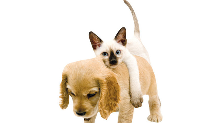 Kedi ve köpekler gezerken de birbirinden farklıymış