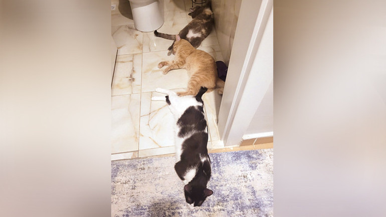 Kedi ve köpekler gezerken de birbirinden farklıymış