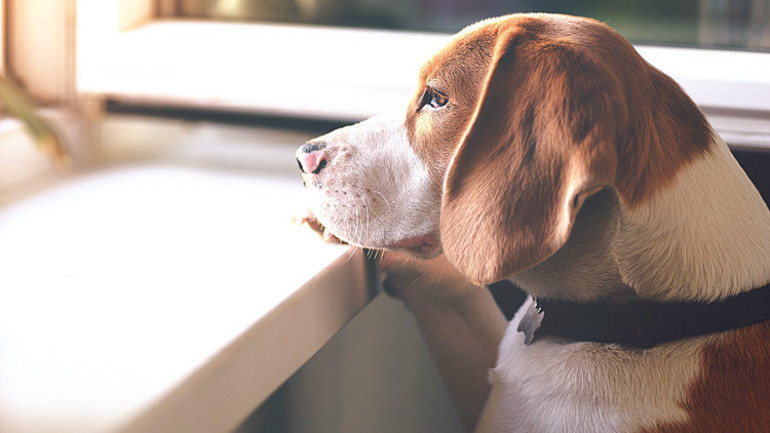 Kedi ve köpekler gezerken de birbirinden farklıymış