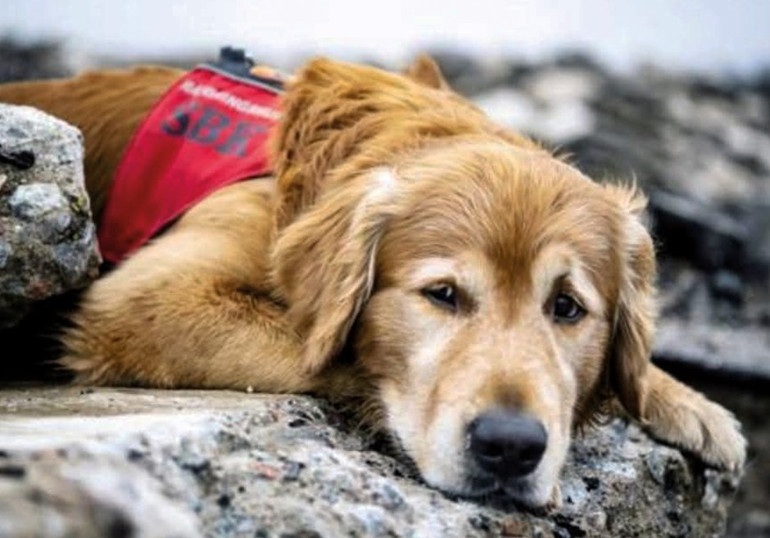 Kahraman köpek Killian’ın hikâyesi