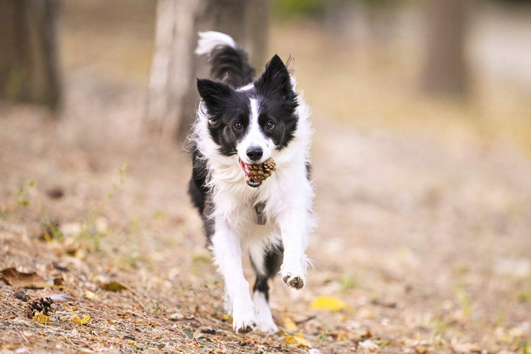 Demirören MTAL’den patili dostlara mama