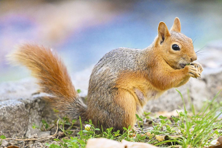 Demirören MTAL’den patili dostlara mama