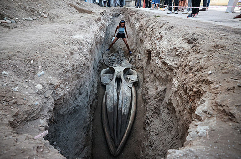 İskeletin yüzeye çıkarılmasına yönelik fırçalama ve temizleme çalışmaları