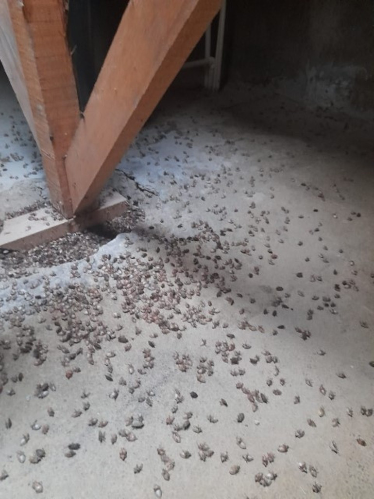 Bölgedeki birçok kentte evleri istila etti, kokusundan durulmuyor... Uzmanlar uyardı: Sakın elinizi sürmeyin | Bütün gün yemek yiyemedim