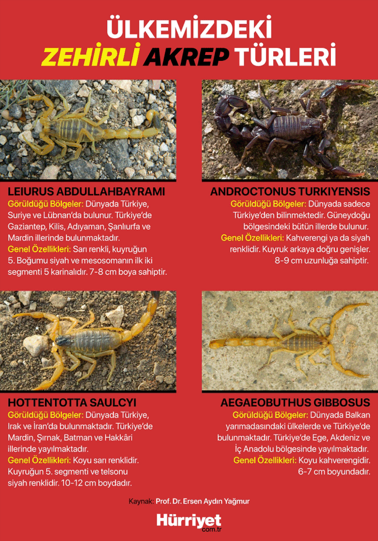 Nükhet Duruyu zehirli akrep soktu, hastaneye kaldırıldı Bu mevsimde ve megakentte yaşanması normal mi Yüksek katlara bile çıkabiliyor