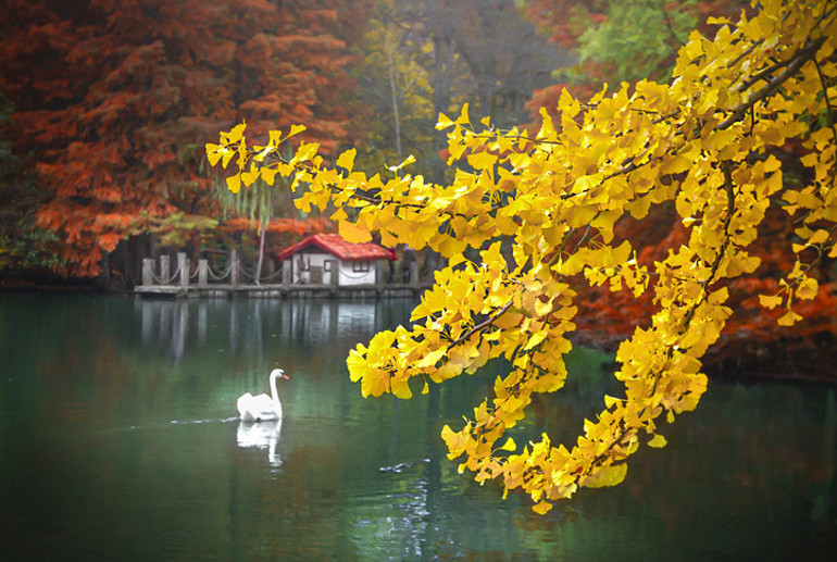 Doğanın kalbinde bir mola: Atatürk Arboretumu
