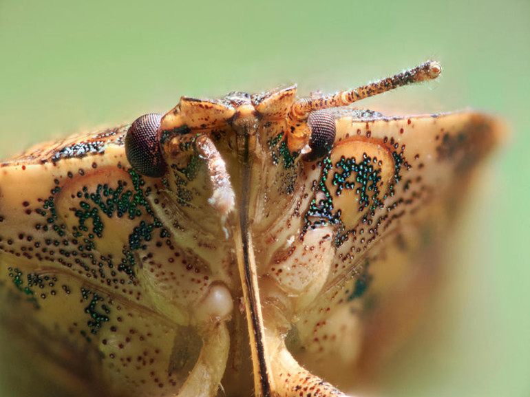 “Kapı pencere açamıyoruz, aniden hücum ediyorlar” Bir anda koca binayı sardılar Tüm Türkiyeye yayılabilir, çok ciddi önlemler alınmalı