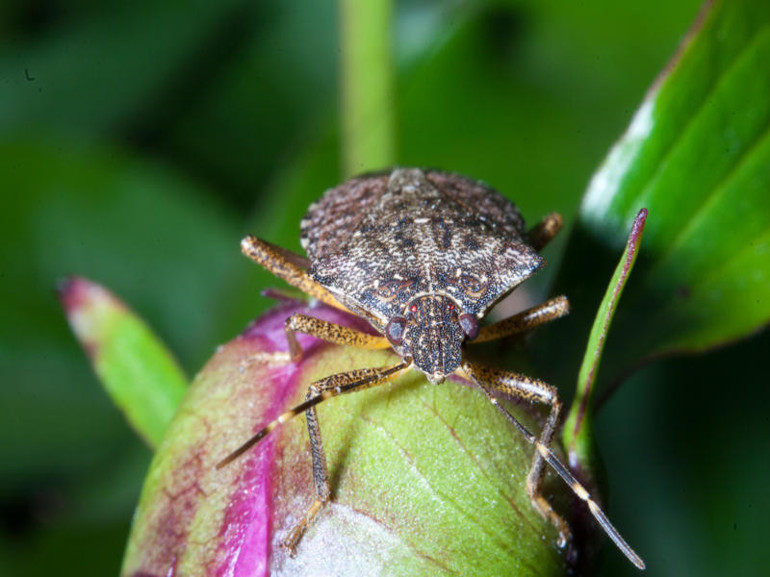 “Kapı pencere açamıyoruz, aniden hücum ediyorlar” Bir anda koca binayı sardılar Tüm Türkiyeye yayılabilir, çok ciddi önlemler alınmalı