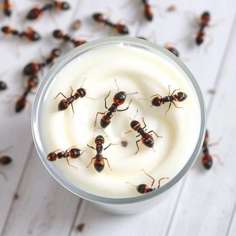 Avrupa’da dolaşan hayalet