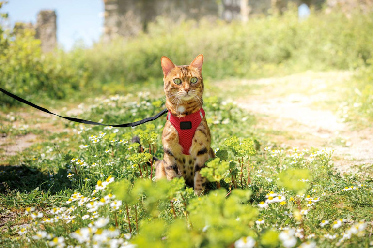 Köpekler oyun bağımlısı olabilir