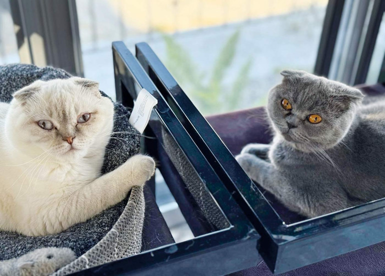 Köpekler oyun bağımlısı olabilir