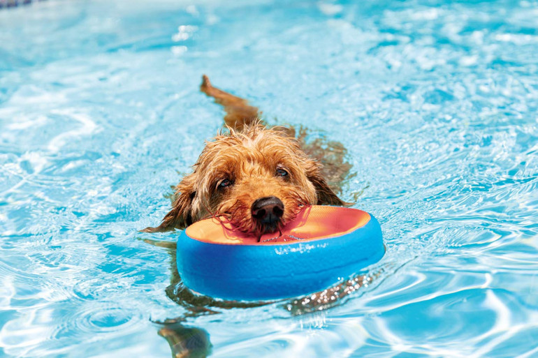 Köpekler oyun bağımlısı olabilir