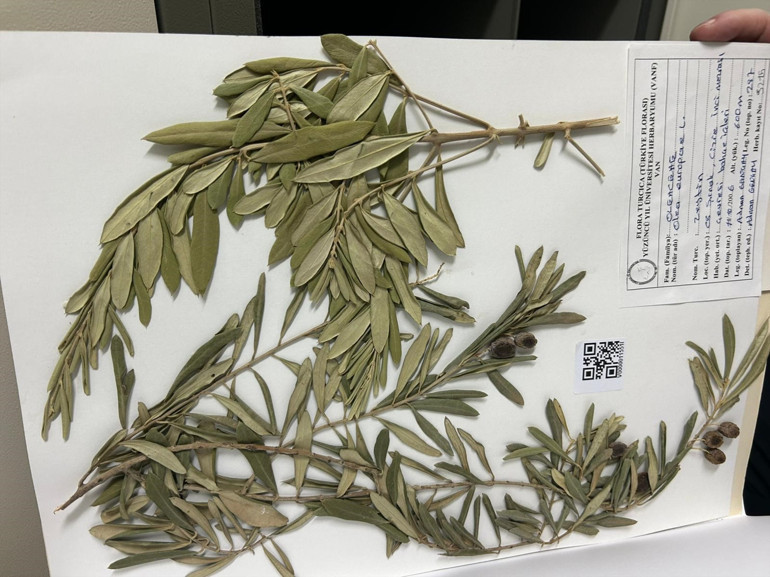 Araştırma kapsamında tespit edilen doğal zeytin ağaçları