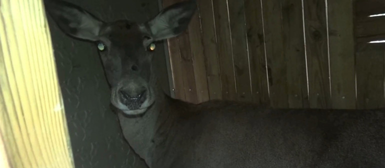 Üniversite tarafından yetiştirilip doğaya salındılar