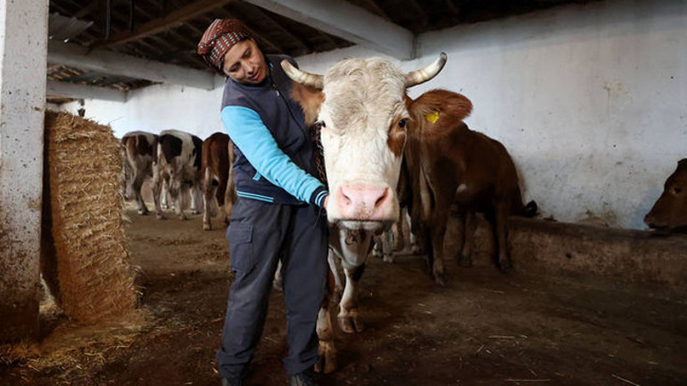 16 yıl önce eşinin köyüne geldi Devlet desteğiyle hayatı değişti: Eşimle beraber dört gözle bekliyoruz