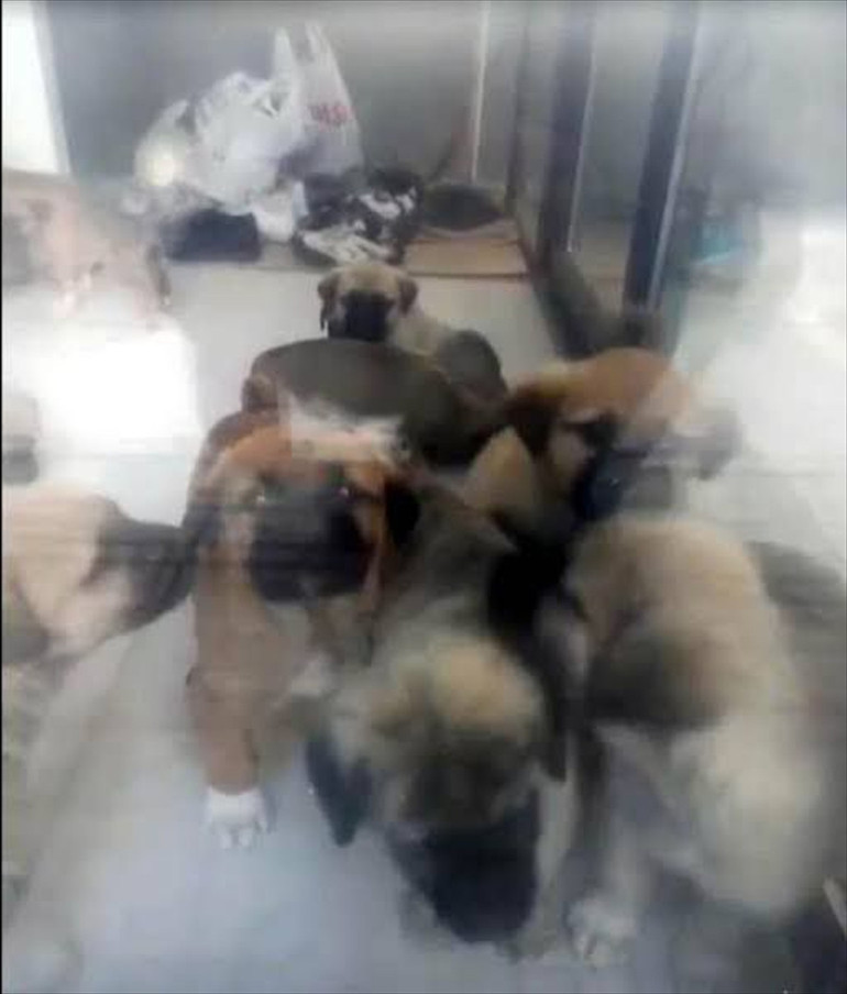 Ankaradaki vahşet Sahiplendiği köpekleri cinsel istismarda bulunup öldürmekle suçlanan doktorun cezası belli oldu