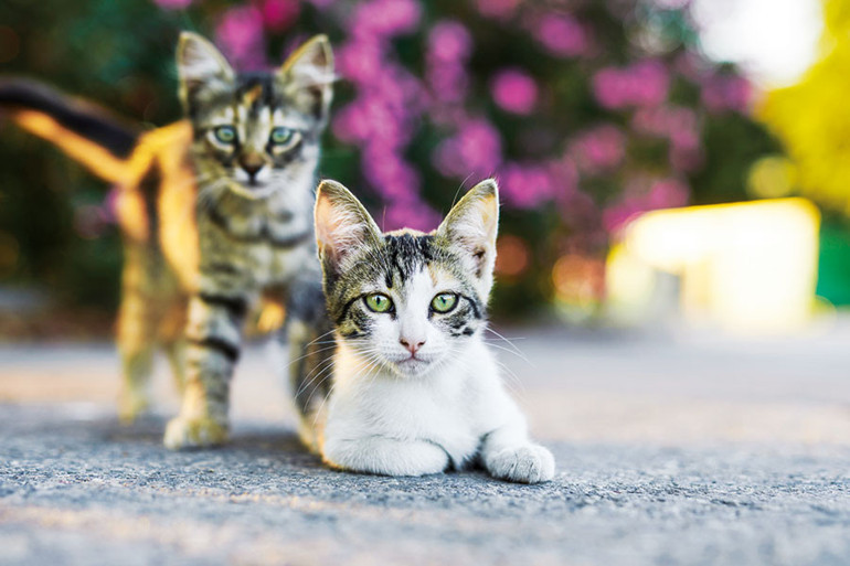 Kraliçe’nin hayırsız evladı