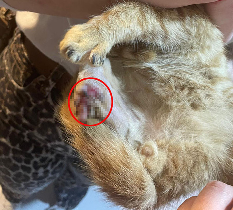 Ispartada korkunç olay Bağlama büyüsü için sokak hayvanlarının uzuvlarını kesmişler