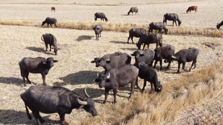 Devlet 5 bin liraya kadar destek veriyor Bölge üreticilerinin gözdesi oldu