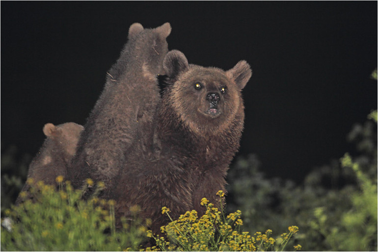 Ayı saldırısına uğrayan insan sayısı her gün artıyor Peki neden ayılar ve insanlar bu kadar çok karşılaşıyor Saldırı anında nasıl hayatta kalacağız Uzman isimler anlattı