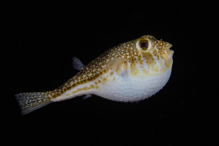 Akdeniz’de başladı, Ege ve Marmara’ya yayıldı: Zehirli balık alarmı Bugüne kadar 27 kişi hayatını kaybetti