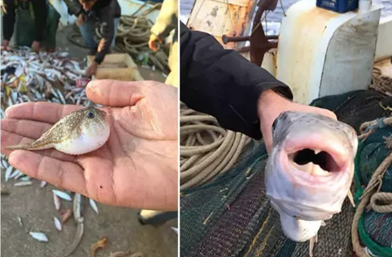 Akdeniz’de başladı, Ege ve Marmara’ya yayıldı: Zehirli balık alarmı Bugüne kadar 27 kişi hayatını kaybetti