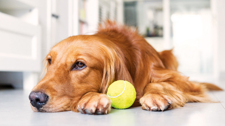 Yaşlanmanın sırrı köpeklerde saklı