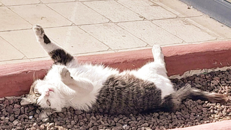 Yaşlanmanın sırrı köpeklerde saklı