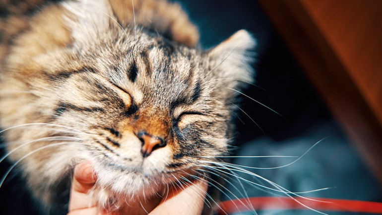 Yaşlanmanın sırrı köpeklerde saklı