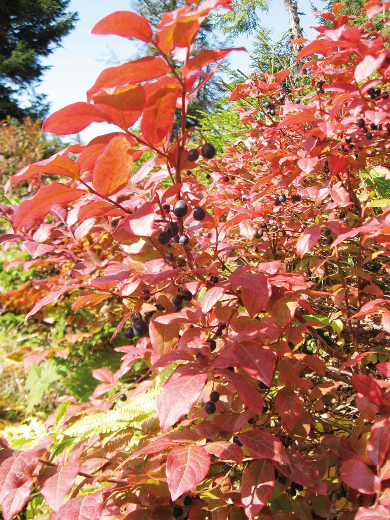 Kaçkarlar’da başka bir sonbahar var