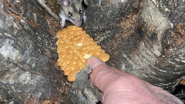 Amasya'da Anadolu dikenli faresine yiyecek verildi