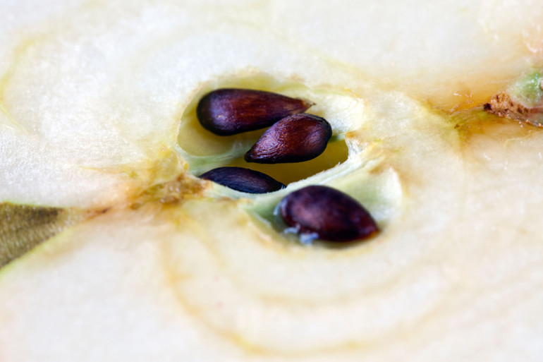 Günde bir elma gerçekten doktoru uzak tutabilir mi Sadece bir tanesi 100 milyon faydalı mikrop içeriyor