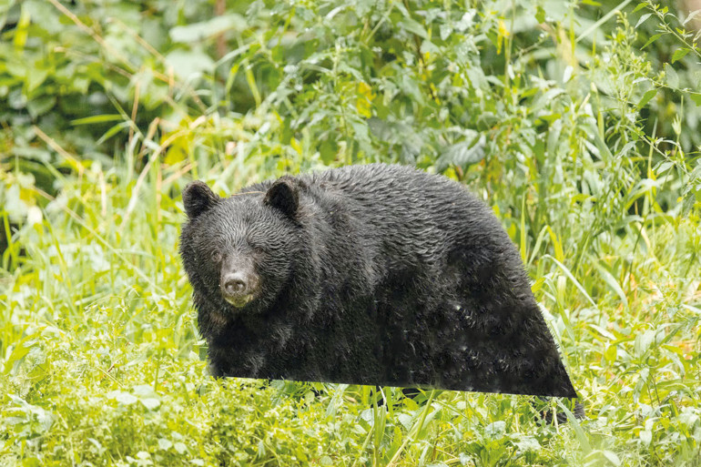 Japon ordusu ayılara karşı