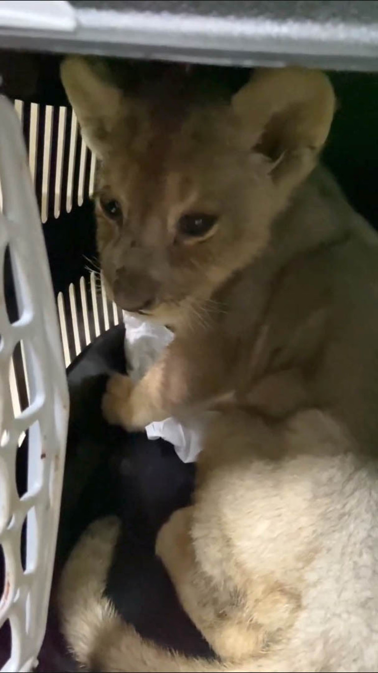 Yavru aslanın sağlık kontrolleri yapılıyor