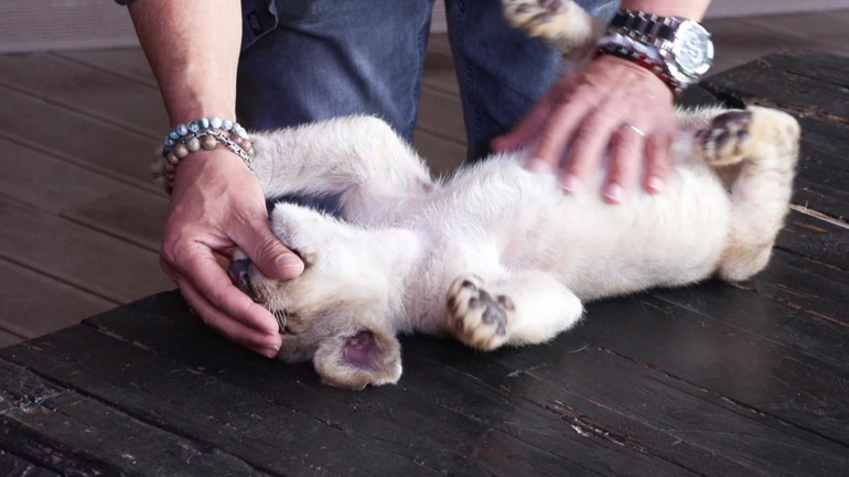 Yavru aslanın özel bakım süreci devam ediyor