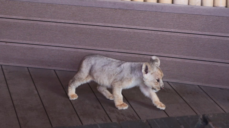 Tuzla'da ele geçirilen yavru aslan klinikte kontrol ediliyor