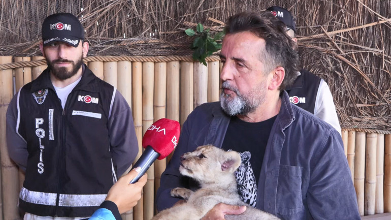 Koruma altına alınan yavru aslanın geleceği için planlar yapılıyor