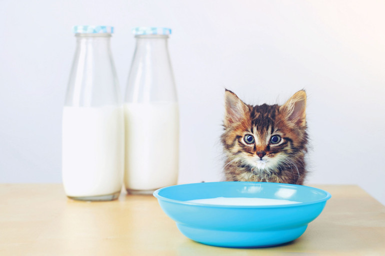 Aç oldukları için yiyorlar ama...