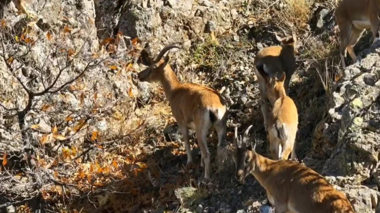 Yaban keçilerinden kartpostallık görüntüler