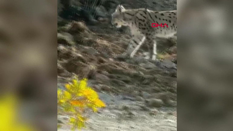 Nesli tükenme tehlikesi altındaki vaşak Hakkari'de görüntülendi