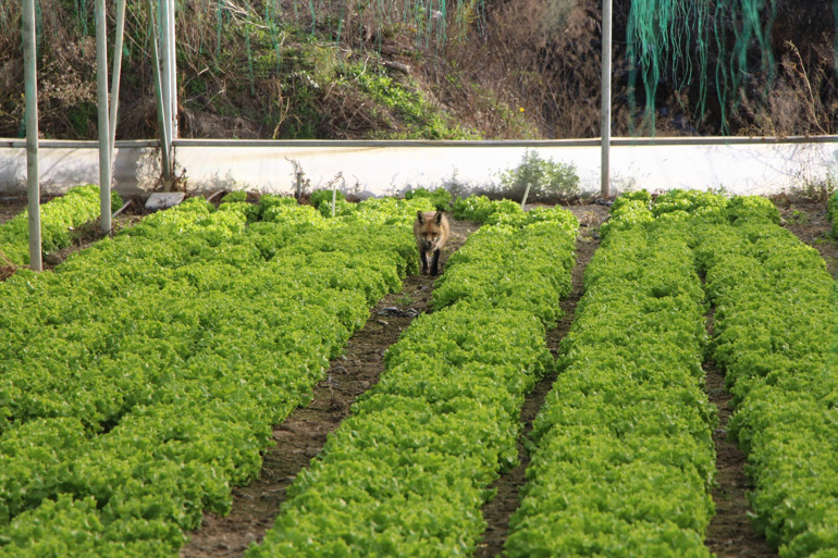 Çiftçi ve tilki seranın önünde