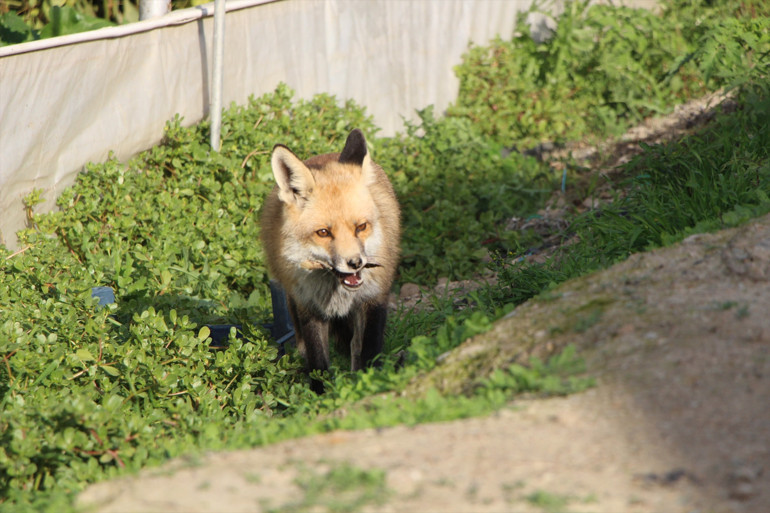 Tilki seranın çevresinde dolaşıyor