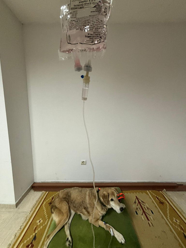 Yürüteç değil yaşam umudu