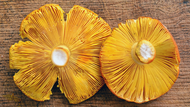 İmparator mantarı nasıl pişirilir İmparator mantarını pişirirken dikkat edilmesi gerekenler