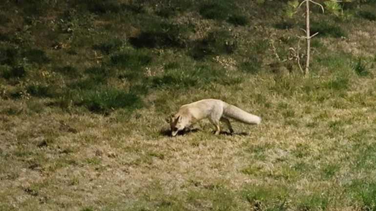 Gece saatlerinde Bitlis şehir merkezinde sokaklarda dolaşan tilkiler
