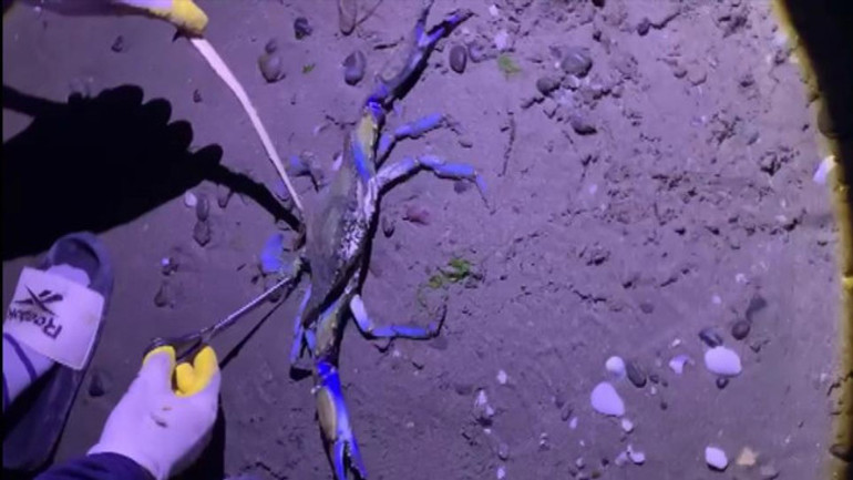 İncesu sahilinde görülen mavi yengeç