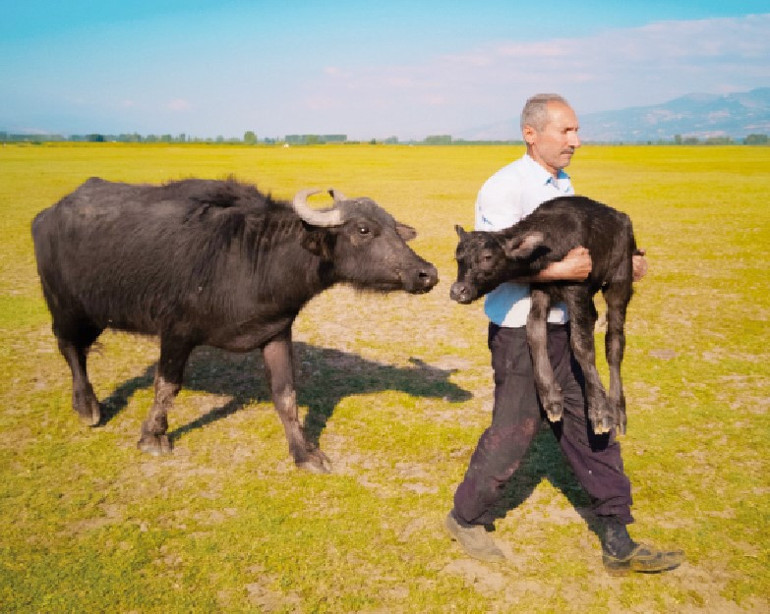 Büyük ödül Türk buzağısına