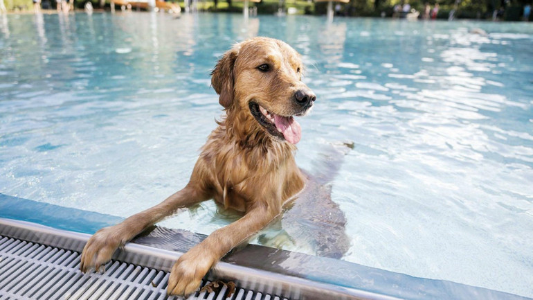 Irkları sandığımızdan daha çeşitliymiş